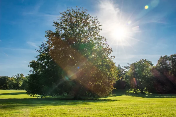 Μεγάλο πράσινο δέντρο, μπλε ουρανό και τον ήλιο ακτίνες του ήλιου δάσος: φύση — Φωτογραφία Αρχείου