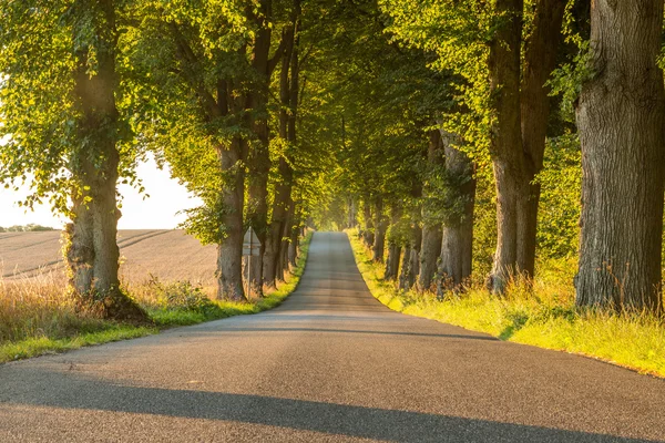 Estrada no campo com árvores verdes e uma colina — Fotografia de Stock