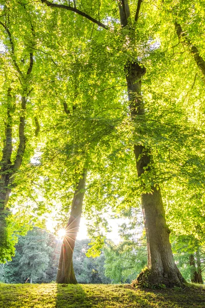 Cime verte des arbres avec des rayons de soleil horizontaux — Photo