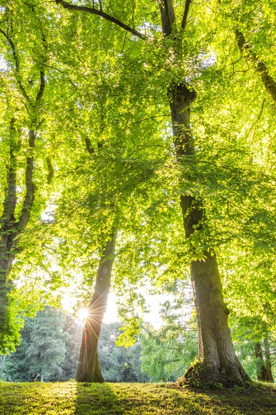 stock image green forest treetop with sunrays horizontal