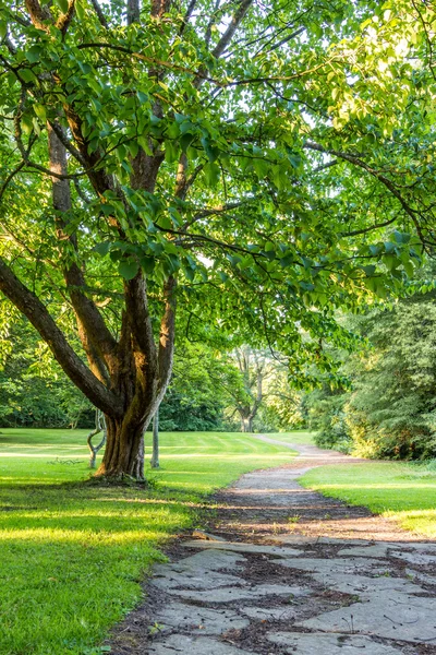 Красивое дерево в зеленом парке с горизонтальной дорожкой — стоковое фото