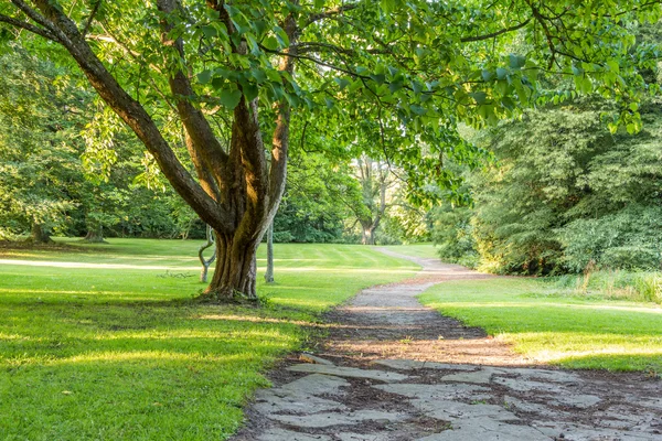 Bel arbre dans parc verdoyant avec sentier vertical — Photo