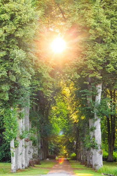 Camino recto del bosque con hermosos rayos de sol — Foto de Stock