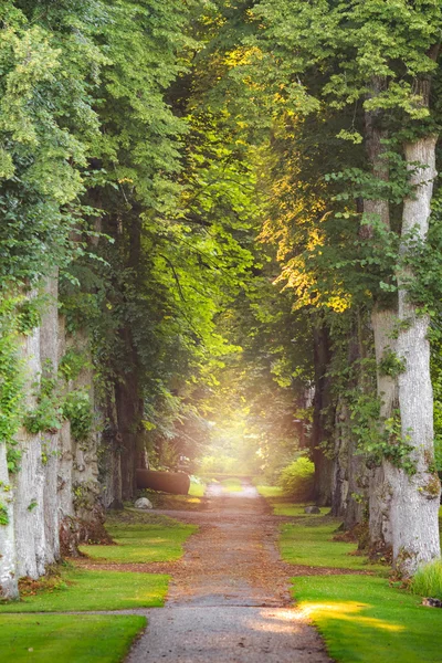 Camino recto del bosque con hermosos rayos de sol y niebla y niebla —  Fotos de Stock