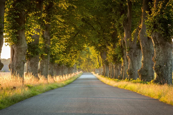 Route à la campagne avec arbre vert au centre vertical Image En Vente