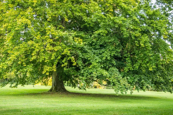 Gran árbol verde solitario en verano vertical Fotos de stock libres de derechos