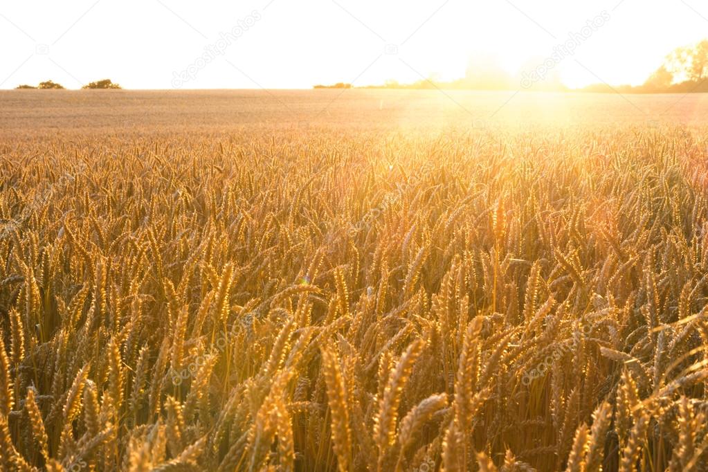 golden wheat field with sunrays 