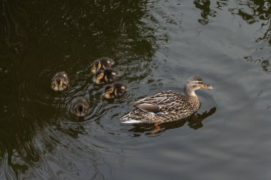 Anne su kavram takip ördek yavrusu. 