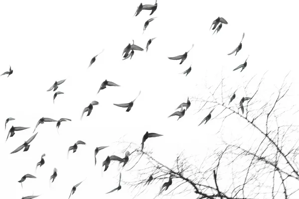 Group of pigeon flying isolated on white background — Stock Photo, Image