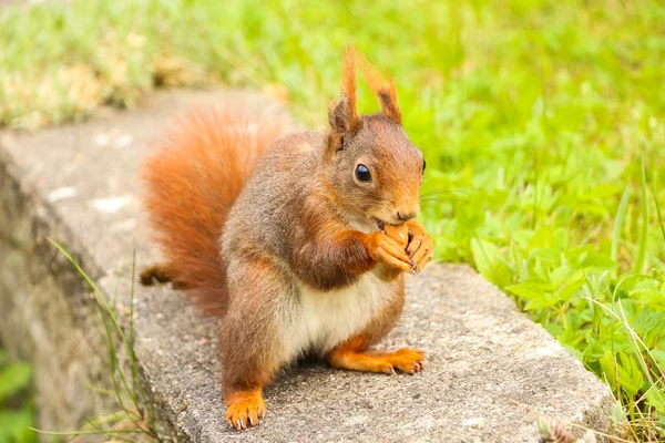 Ardilla sentada en el suelo comiendo una nuez — Foto de Stock