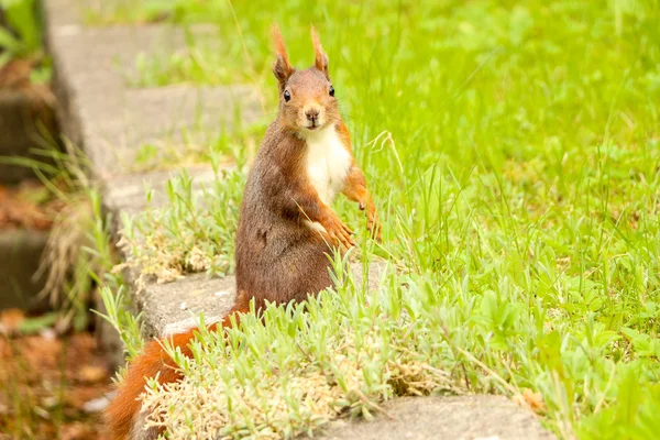 Brown squirrel starring