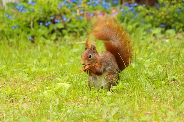 Ardilla sentada en hierba verde comiendo una nuez — Foto de Stock