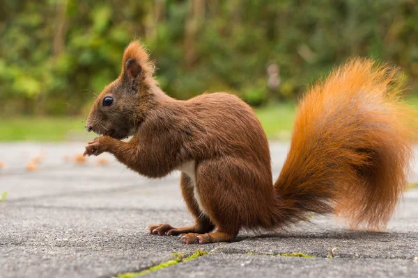 Ardilla sentada en el suelo comiendo una nuez — Foto de Stock