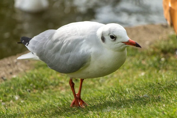 Pájaro gaviota — Foto de Stock