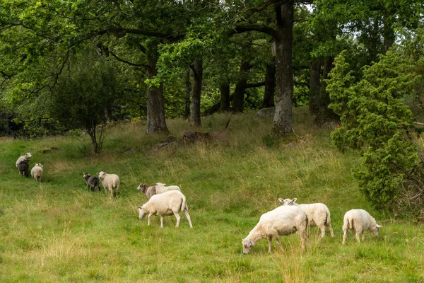 Kudde schapen — Stockfoto