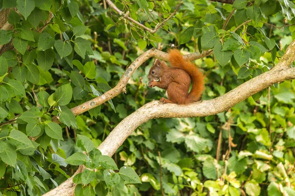 Ardilla sentada en la rama en el bosque comiendo una nuez — Foto de Stock