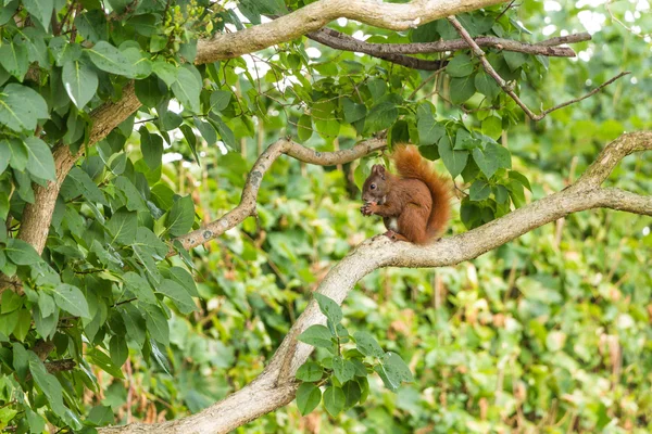 Ardilla sentada en la rama en el bosque comiendo una nuez — Foto de Stock