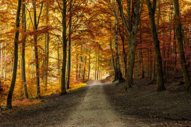 Sonbahar sonbahar orman yolu ile