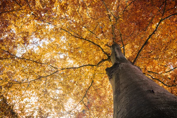 Otoño árbol de otoño con hojas naranjas Imagen de archivo