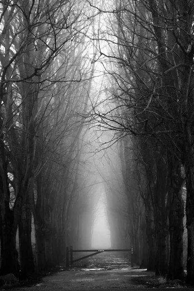 Espeluznante bosque brumoso en blanco y negro para Halloween —  Fotos de Stock