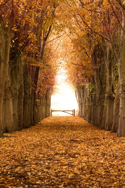 Camino del bosque naranja otoño y otoño Imagen de archivo