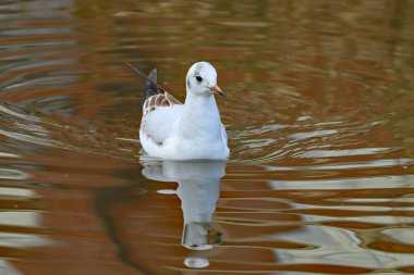 İngiltere 'de kasvetli bir kanalda tek bir martı yüzüyor. Yansıması, yüzerken dalgalanmalarla dağılır..