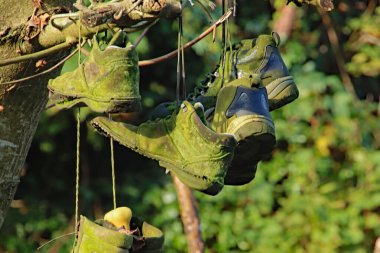 Ağaçta asılı bir kaç çift eski alg kaplı bot.