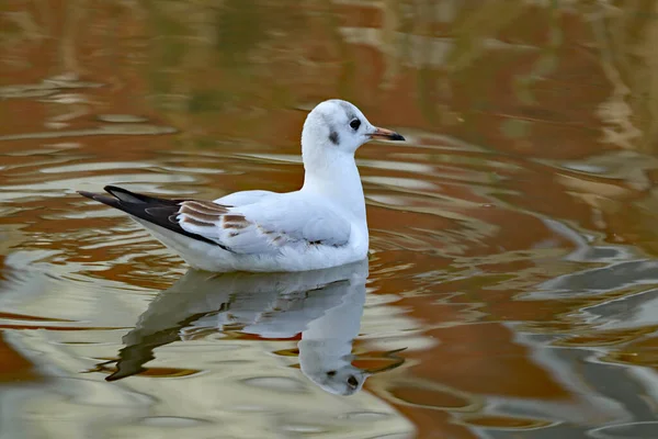 Uma Única Gaivota Nada Canal Obscuro Inglaterra Seu Reflexo Quebrado — Fotografia de Stock