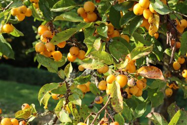 Sonbaharda Devon köyünde ağaçta yetişen sarı yaban elmaları.