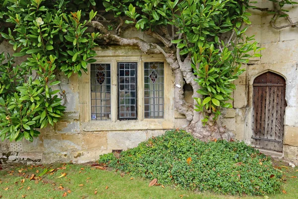 Une Vieille Fenêtre Plomb Avec Cadre Béton Sous Grand Arbuste — Photo