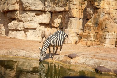 Valencia, İspanya - 5 Eylül 2018. Bir zebra öne doğru eğilir, bir göletin kenarında içme suyu içerek vatandaşlığa kabul edilmiş bir muhafaza içinde. Siyah ve beyaz çizgili ceketi açıkça suya yansıyor..