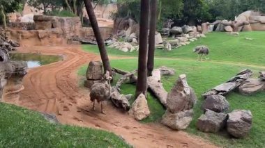 Valencia, İspanya - 5 Eylül 2018. Bir devekuşu, açık kum zeminli geniş bir çevrenin ortasında duruyor. Kuş dik, uzun, düz bir boynu ve koyu tüylü tüyleri vardır. Arka planda yapraklı ağaçlar ve kayalar var.