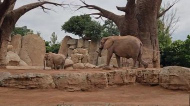 Valencia, İspanya - 5 Eylül 2018. Bioparc, bir koruma parkında bir grup fil. Filler, sahnenin merkezine hakim olan kalın gövdeli ve yüksek dallı büyük bir ağacın etrafında toplanırlar..