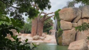 Valencia, İspanya - 5 Eylül 2018. Bioparc, bir koruma parkında bir grup fil. Filler, sahnenin merkezine hakim olan kalın gövdeli ve yüksek dallı büyük bir ağacın etrafında toplanırlar..