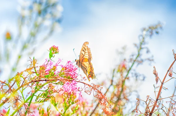 화창한 날에 아름 다운 나비 — 스톡 사진