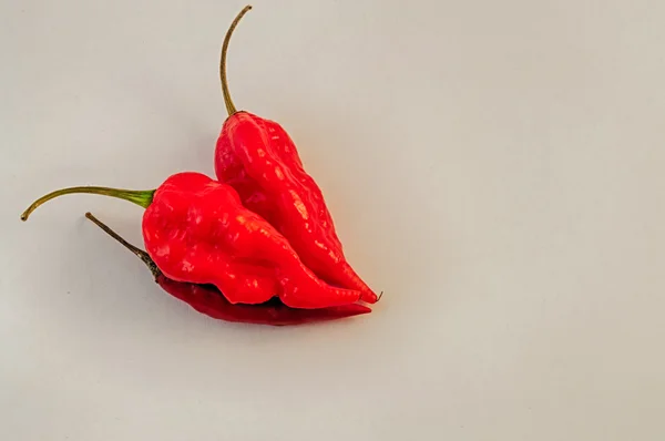 Chili peper — Stockfoto