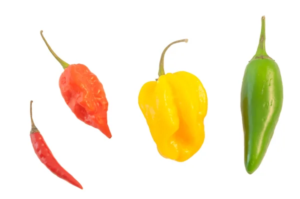 Stillleben von Chilli — Stockfoto