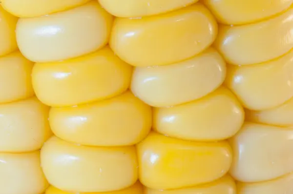 Panícula de milho — Fotografia de Stock
