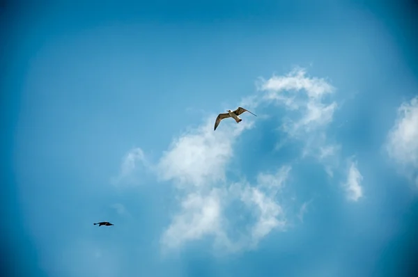 Bakgrund av skyen och fågel — Stockfoto