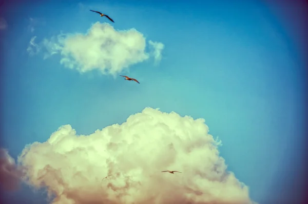 Background of sky and bird — Stock Photo, Image