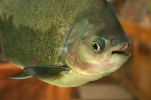 Detail of fish — Stock Photo, Image