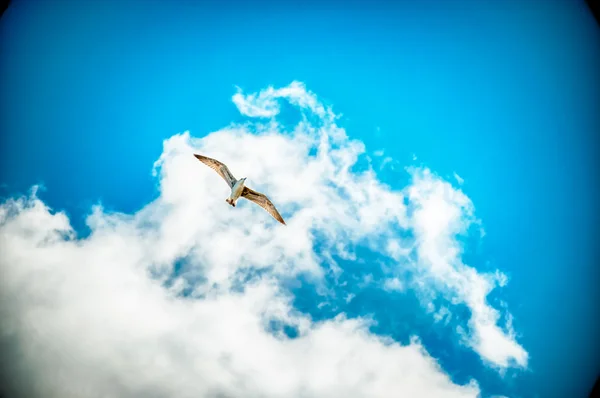 Морская чайка в голубом небе — стоковое фото