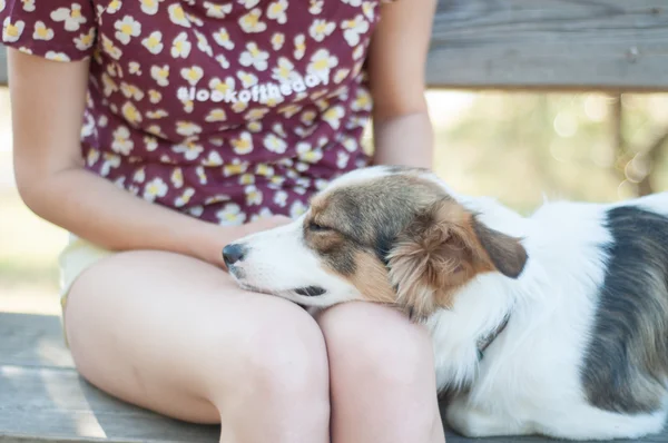 少女とペットの犬 — ストック写真