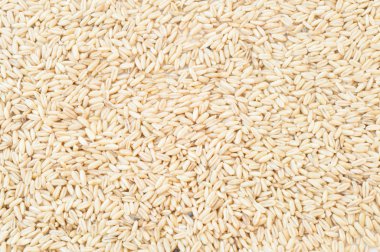 yulaf tohumu arka plan