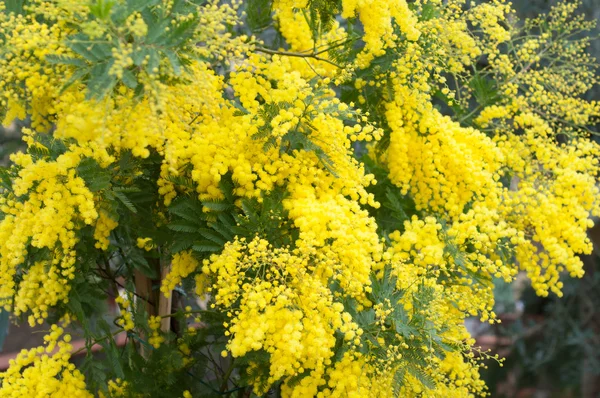 Wilver wattle háttér — Stock Fotó