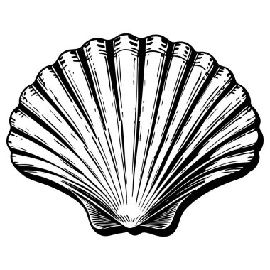 Güzel deniz kabuğu çizimi plaj ve okyanus teması için mükemmel.