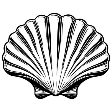Temiz çizgileri olan zarif deniz kabuğu. Basit doğal sanat, siyah ve beyaz çizimler.
