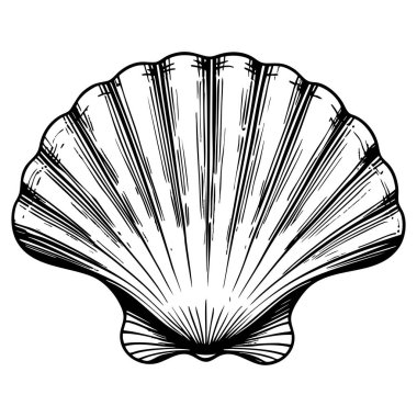 Zarif deniz kabuğu serisi. Renklendirme ve deniz temalı tasarımlar için mükemmel.