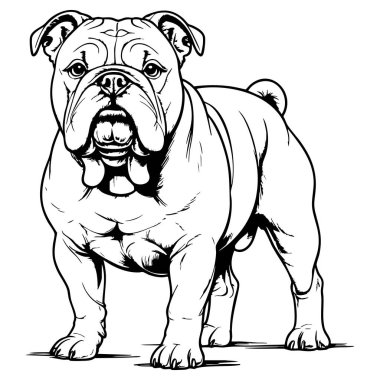 Renklendirmeye hazır güçlü bir bulldog çizgisi