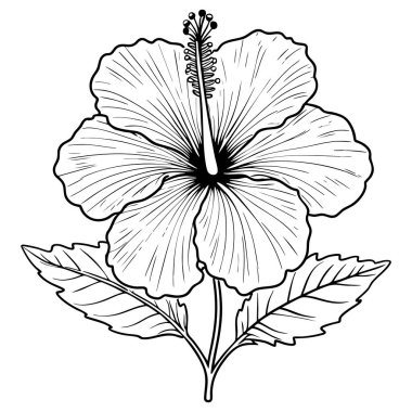 Renk sanatı için amber çiçeğinin ana hatları